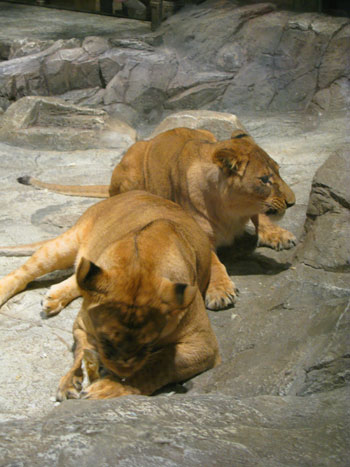 lions