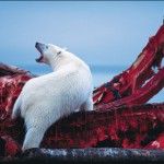 sartore-polar-bear-615