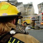 cat hero