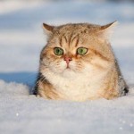 cats_and_snow_ (7)