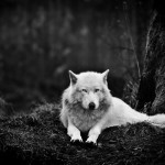gray-wolf-sanctuary_47913_990x742
