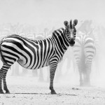 zebra-tanzania-zwan_3767_990x742