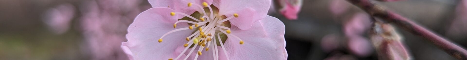 The Surprising Mental Health Benefits of Gardening You Need to Know