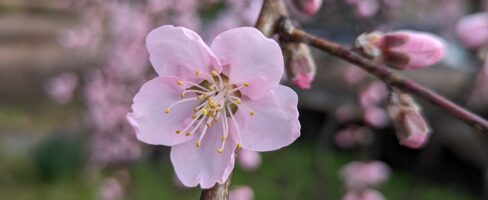 The Surprising Mental Health Benefits of Gardening You Need to Know