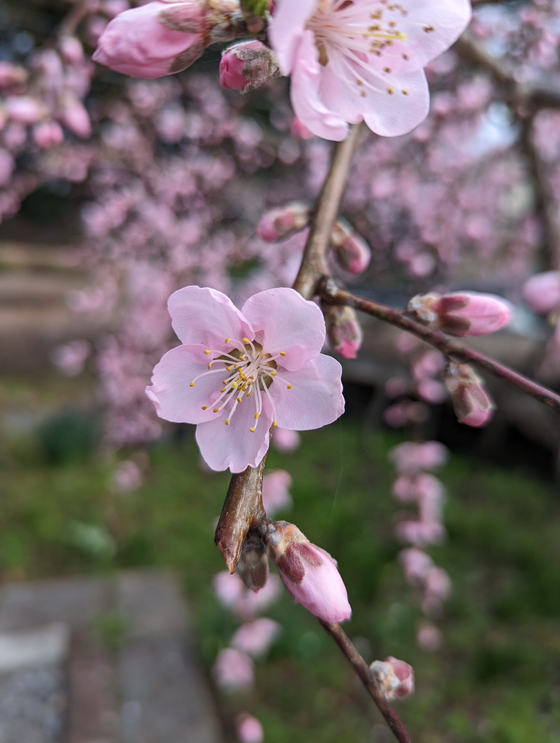 Cherry blossoms in my garden