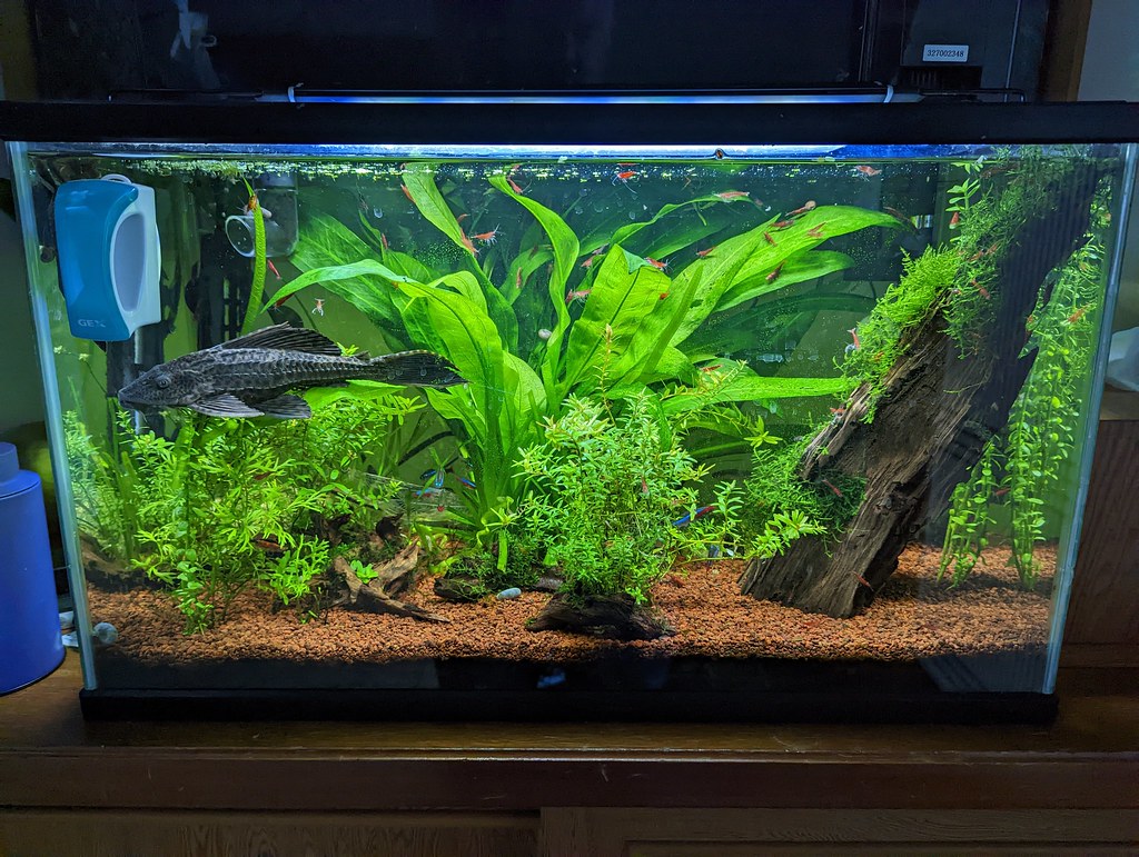 A photo of my aquarium in Japan with shrimp, tetras and a pleco.