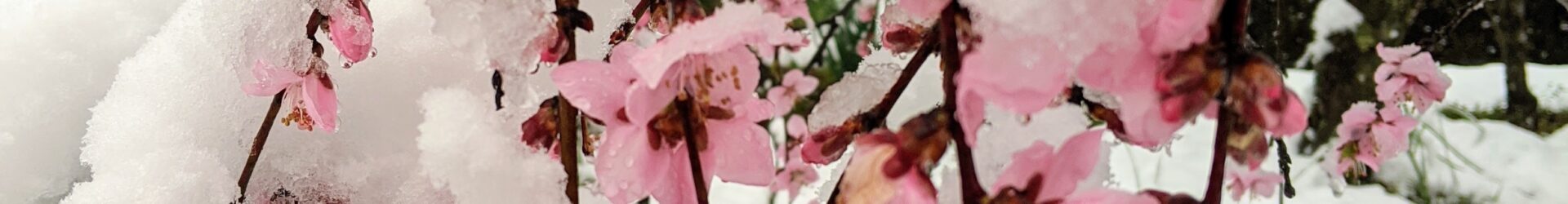 Winter’s Resolve – A Short Poem