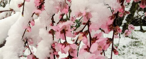 Winter’s Resolve – A Short Poem